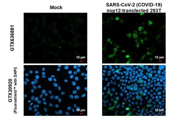 SARS-CoV-2 nsp12 Antibody (HL1415) - Azide and BSA Free