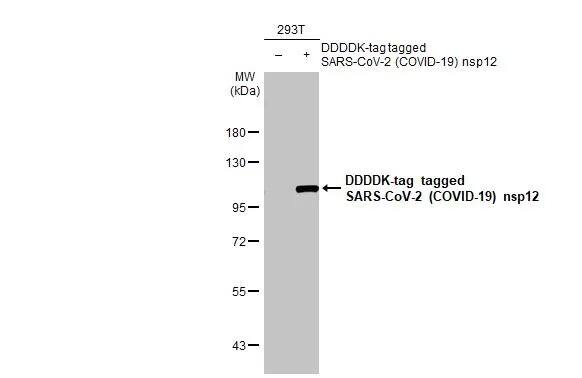 SARS-CoV-2 nsp12 Antibody (HL1415) - Azide and BSA Free