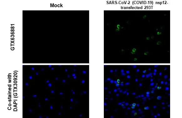SARS-CoV-2 nsp12 Antibody (HL1415) - Azide and BSA Free