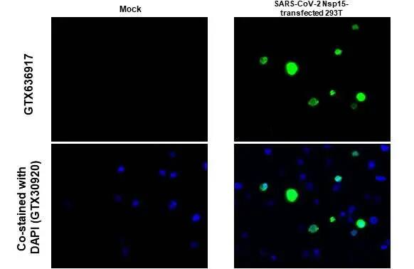 SARS-CoV-2 nsp15 Antibody (HL1445) - Azide and BSA Free