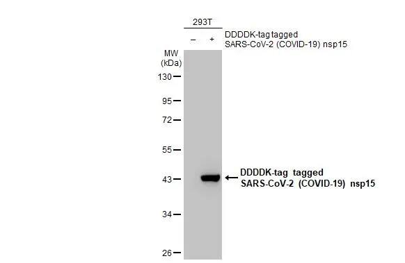 SARS-CoV-2 nsp15 Antibody (HL1445) - Azide and BSA Free