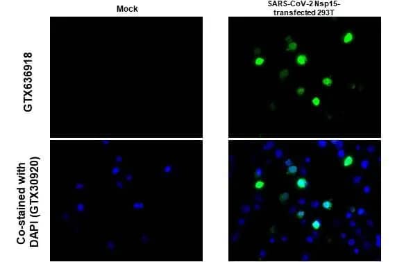 SARS-CoV-2 nsp15 Antibody (HL1446) - Azide and BSA Free