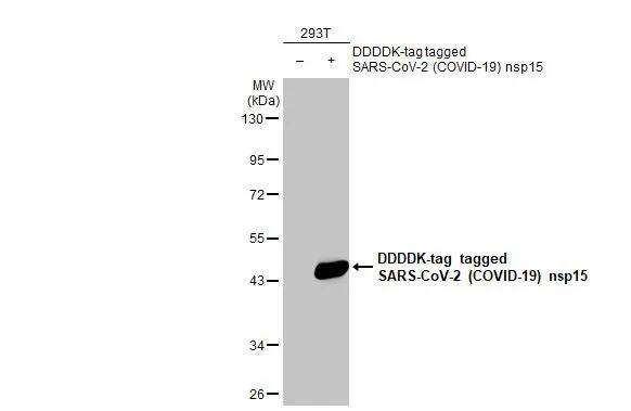 SARS-CoV-2 nsp15 Antibody (HL1446) - Azide and BSA Free