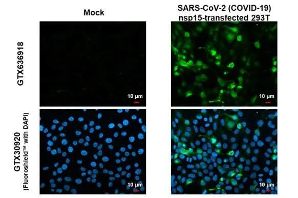 SARS-CoV-2 nsp15 Antibody (HL1446) - Azide and BSA Free