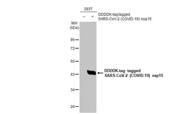 SARS-CoV-2 nsp15 Antibody (HL1760) - Azide and BSA Free