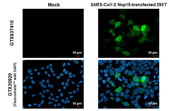 SARS-CoV-2 nsp15 Antibody (HL1760) - Azide and BSA Free