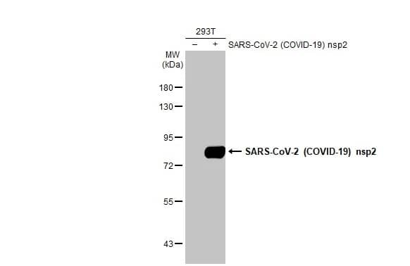 SARS-CoV-2 nsp2 Antibody (HL1371) - Azide and BSA Free