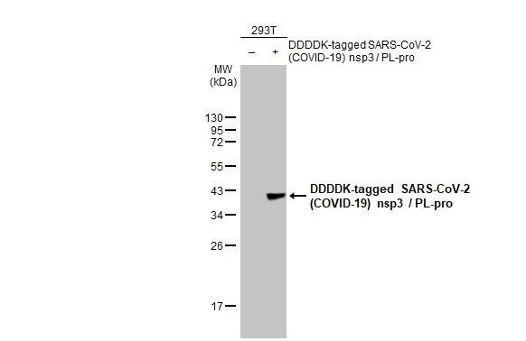 SARS-CoV-2 nsp3 Antibody (HL2350) - Azide and BSA Free