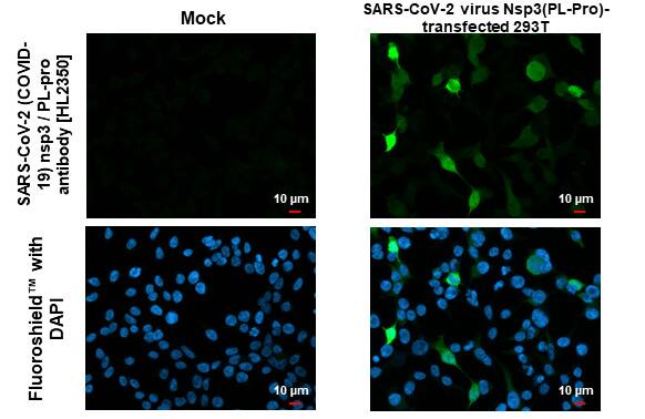 SARS-CoV-2 nsp3 Antibody (HL2350) - Azide and BSA Free