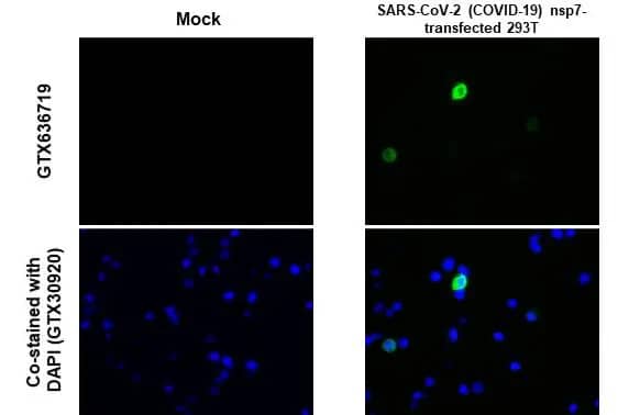 SARS-CoV-2 nsp7 Antibody (HL1301) - Azide and BSA Free