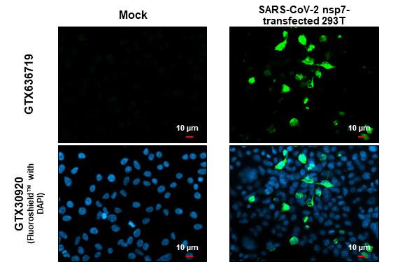 SARS-CoV-2 nsp7 Antibody (HL1301) - Azide and BSA Free