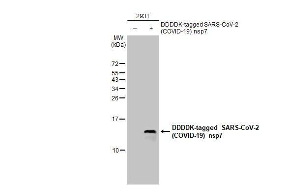 SARS-CoV-2 nsp7 Antibody (HL1301) - Azide and BSA Free