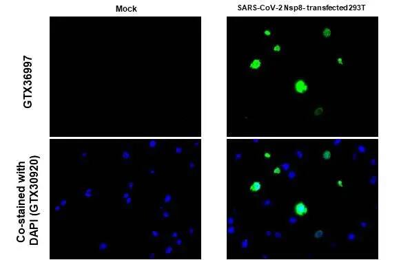 SARS-CoV-2 nsp8 Antibody (HL1523) - Azide and BSA Free