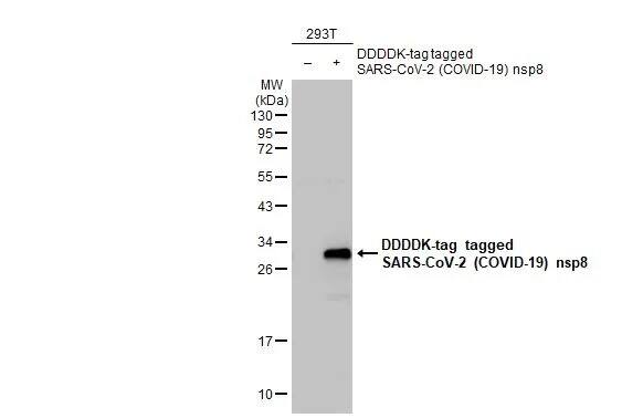 SARS-CoV-2 nsp8 Antibody (HL1523) - Azide and BSA Free