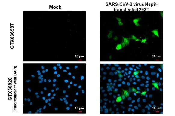 SARS-CoV-2 nsp8 Antibody (HL1523) - Azide and BSA Free