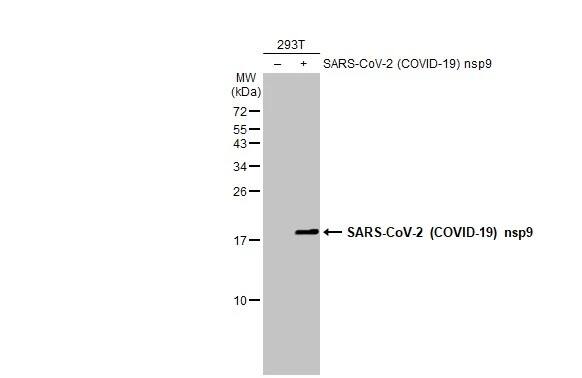 SARS-CoV-2 nsp9 Antibody (HL1399) - Azide and BSA Free