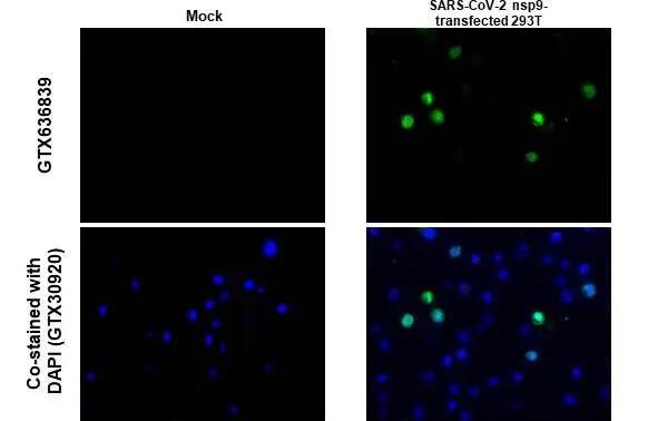 SARS-CoV-2 nsp9 Antibody (HL1399) - Azide and BSA Free