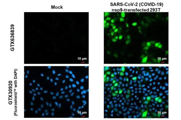 SARS-CoV-2 nsp9 Antibody (HL1399) - Azide and BSA Free
