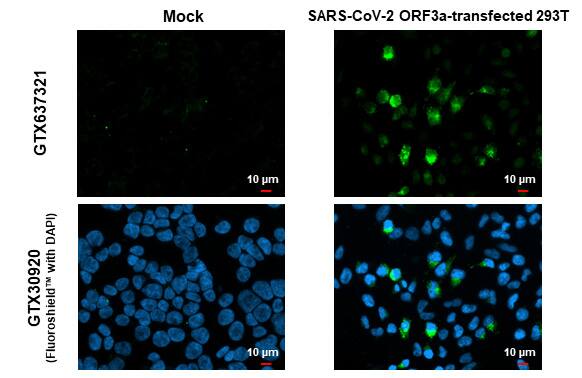 SARS-CoV-2 ORF3a Antibody (HL1722) - Azide and BSA Free