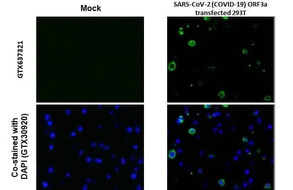 SARS-CoV-2 ORF3a Antibody (HL1722) - Azide and BSA Free