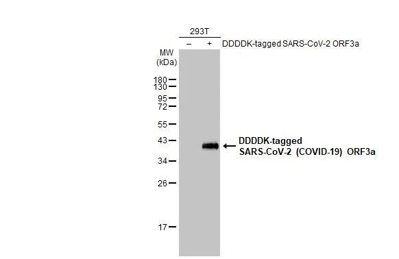 SARS-CoV-2 ORF3a Antibody (HL1722) - Azide and BSA Free