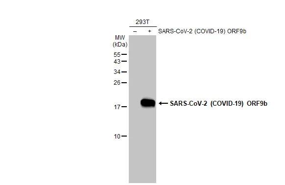 SARS-CoV-2 ORF9b Antibody - Azide and BSA Free