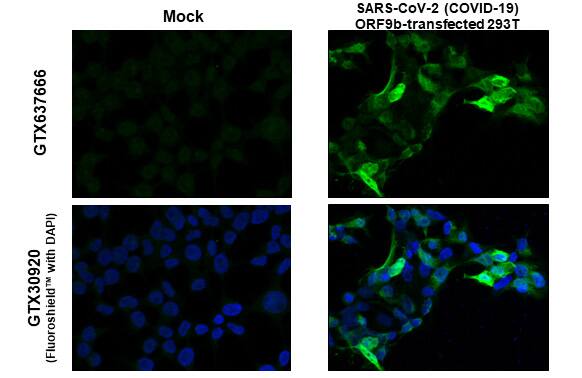 SARS-CoV-2 ORF9b Antibody (HL1917) - Azide and BSA Free