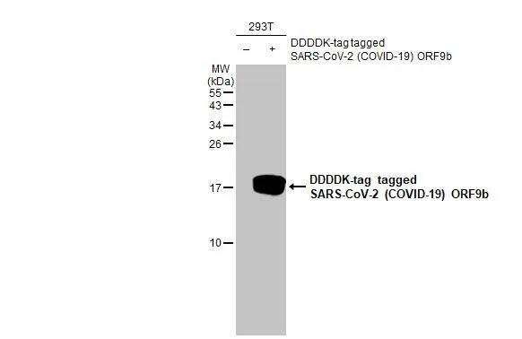 SARS-CoV-2 ORF9b Antibody (HL1917) - Azide and BSA Free