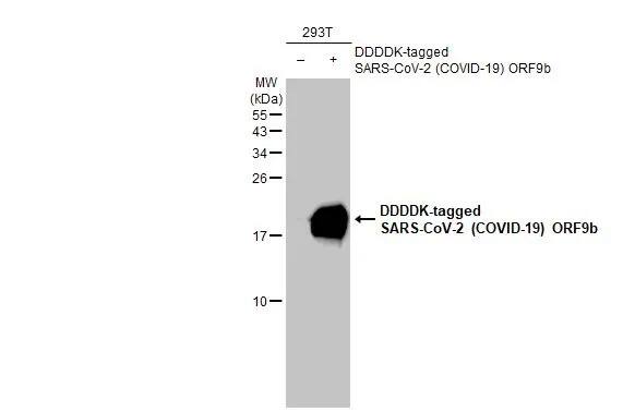 SARS-CoV-2 ORF9b Antibody (HL1918) - Azide and BSA Free