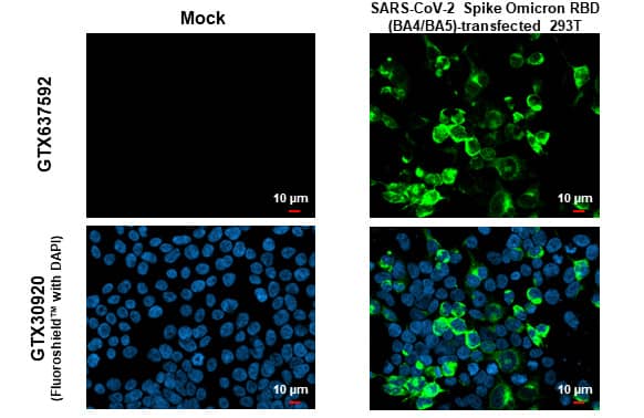 SARS-CoV-2 Spike RBD Antibody (HL1867) - Omicron Variant - Azide and BSA Free
