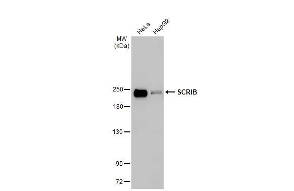 Scribble Antibody (HL1639) - Azide and BSA Free