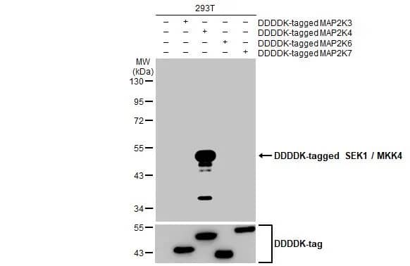 MKK4/MEK4 Antibody (HL1839) - Azide and BSA Free