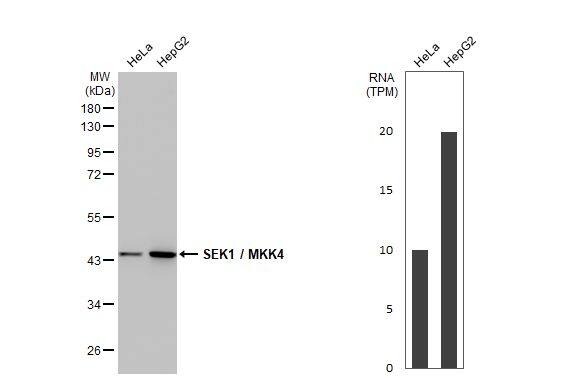 MKK4/MEK4 Antibody (HL1839) - Azide and BSA Free