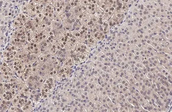 MKK4/MEK4 Antibody (HL1839) - Azide and BSA Free