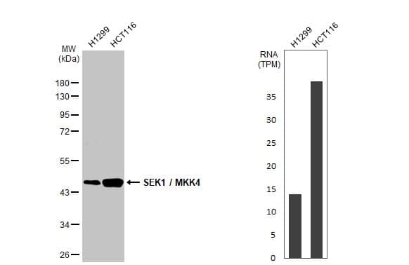 MKK4/MEK4 Antibody (HL1888) - Azide and BSA Free