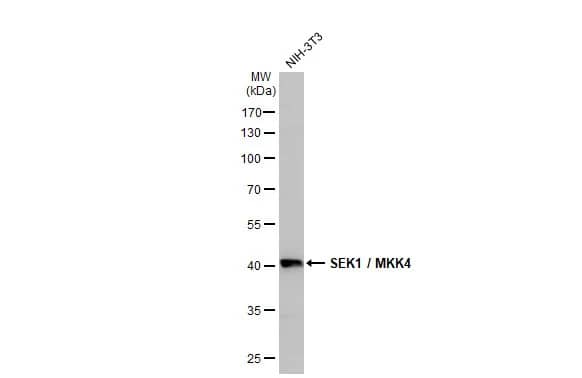 MKK4/MEK4 Antibody (HL1888) - Azide and BSA Free