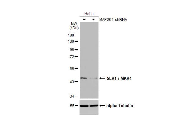 MKK4/MEK4 Antibody (HL1888) - Azide and BSA Free