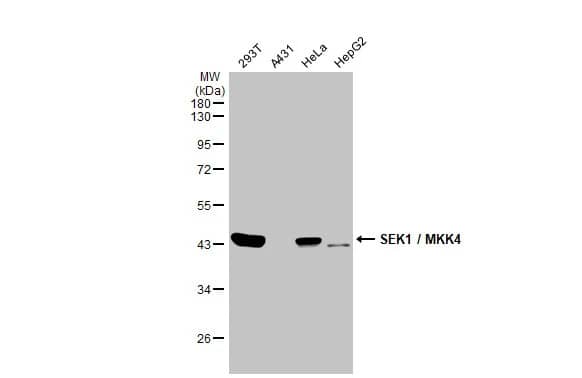 MKK4/MEK4 Antibody (HL1888) - Azide and BSA Free