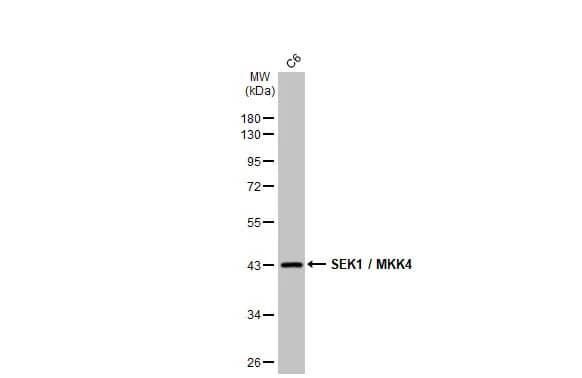 MKK4/MEK4 Antibody (HL1888) - Azide and BSA Free