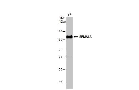 Semaphorin 6A Antibody (HL2120) - Azide and BSA Free