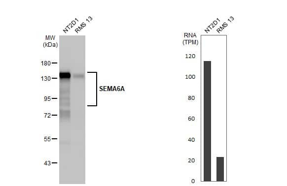 Semaphorin 6A Antibody (HL2120) - Azide and BSA Free