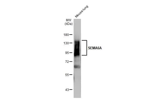 Semaphorin 6A Antibody (HL2120) - Azide and BSA Free