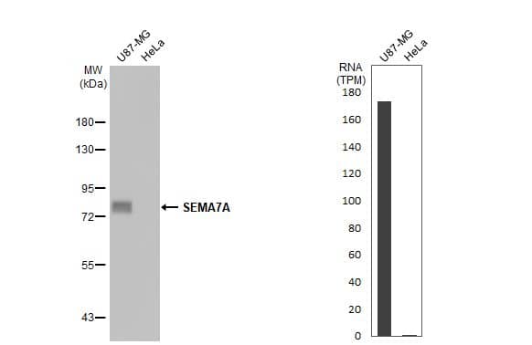 Semaphorin 7A Antibody (HL1826) - Azide and BSA Free