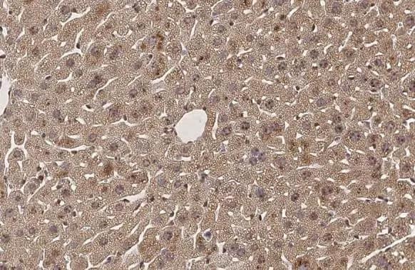 SERCA2 ATPase Antibody (HL2352) - Azide and BSA Free