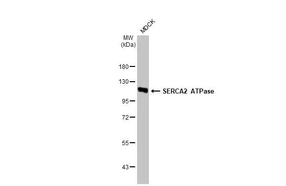 SERCA2 ATPase Antibody (HL2352) - Azide and BSA Free