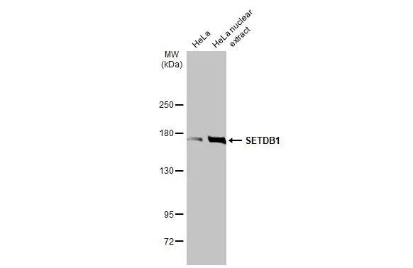 SETDB1 Antibody (HL1645) - Azide and BSA Free