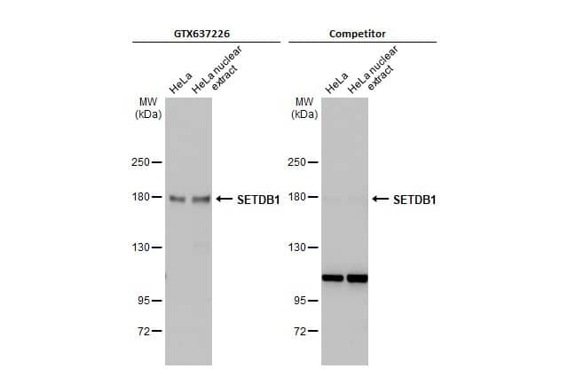 SETDB1 Antibody (HL1645) - Azide and BSA Free