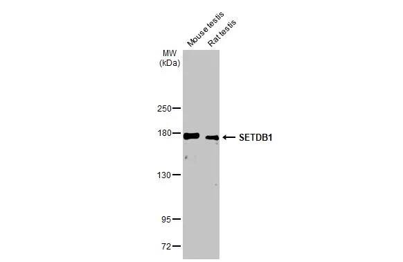 SETDB1 Antibody (HL1645) - Azide and BSA Free