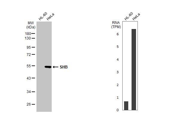 SHB Antibody (HL1455) - Azide and BSA Free