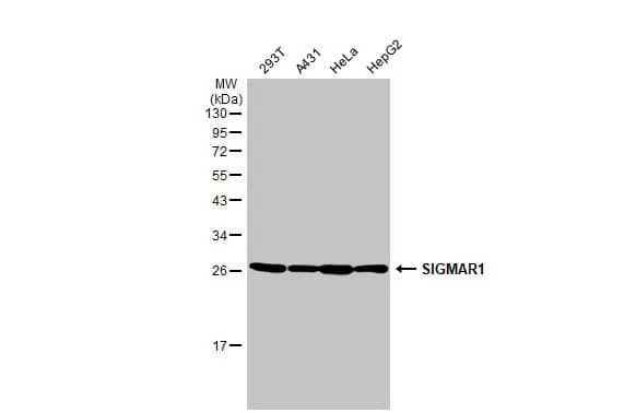 Sigma-1 R/OPRS1 Antibody (HL2230) - Azide and BSA Free